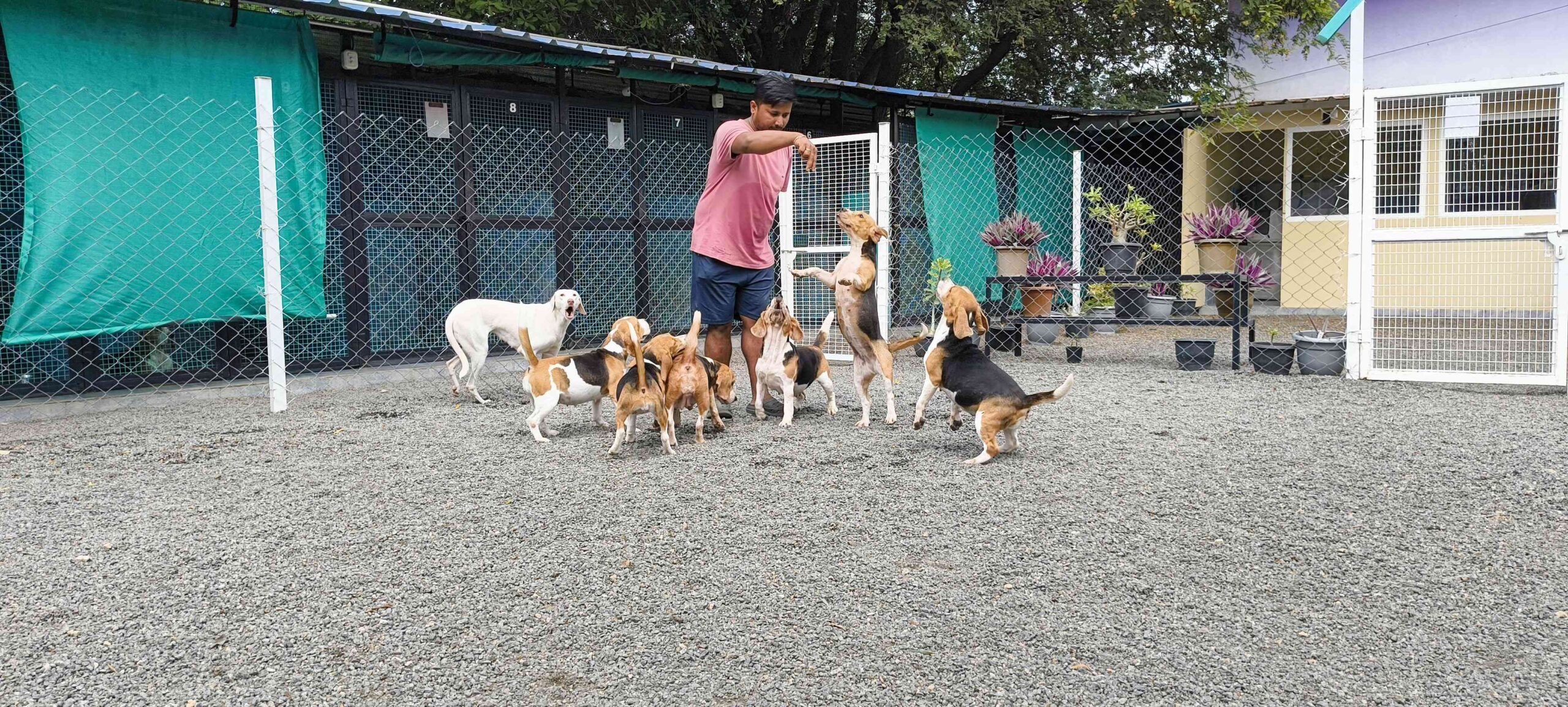 DogsNation_Gallery_8